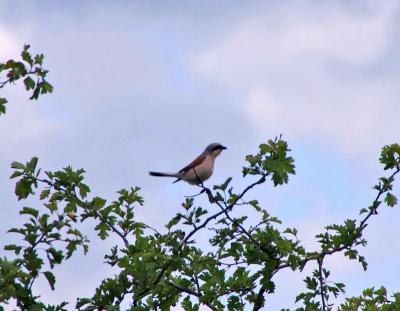 Прикрепленное изображение: IMGP6593.jpg